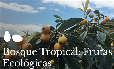 Bosque Tropical: Frutas Ecológicas
